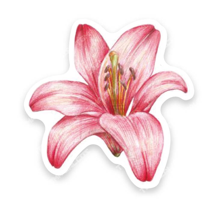 Flor Rosa 2